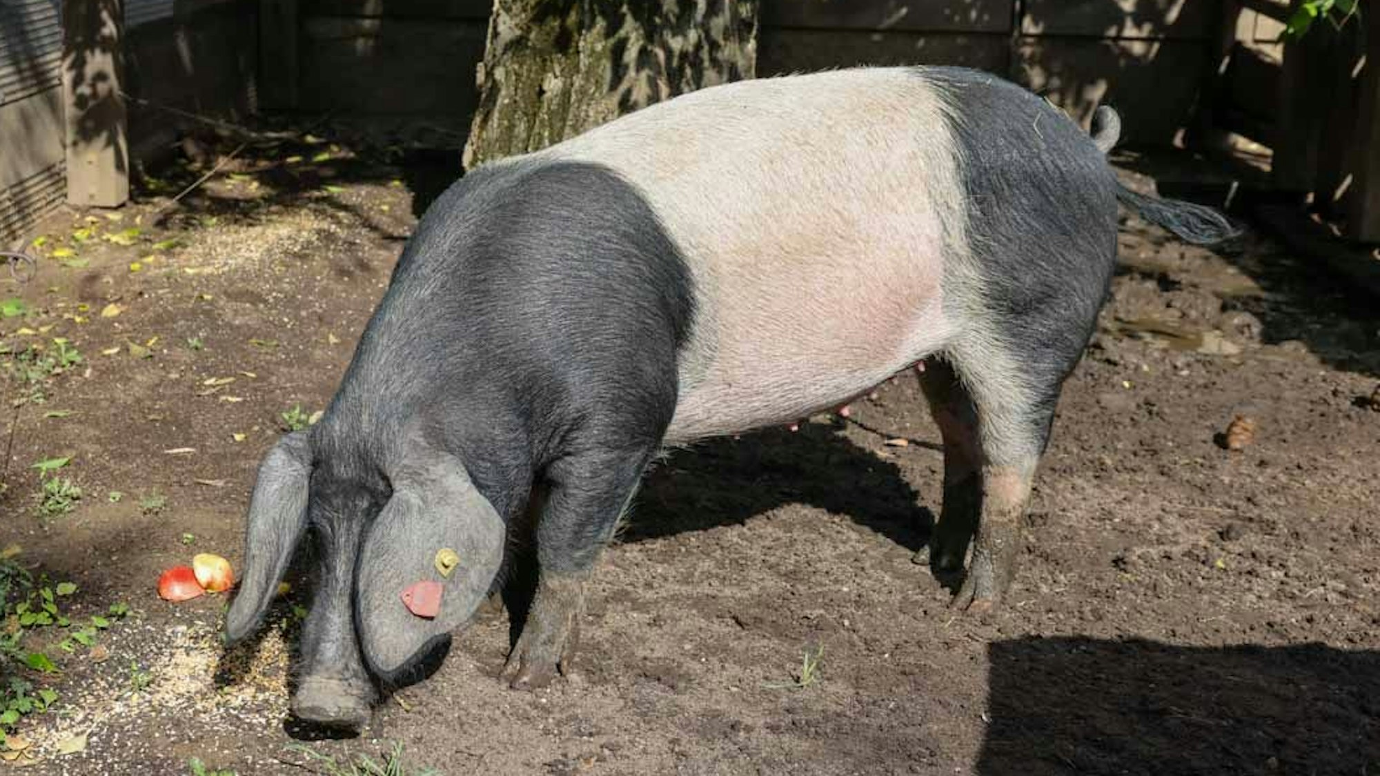 Die Sau Elfriede in einem Gehege mit Futter.