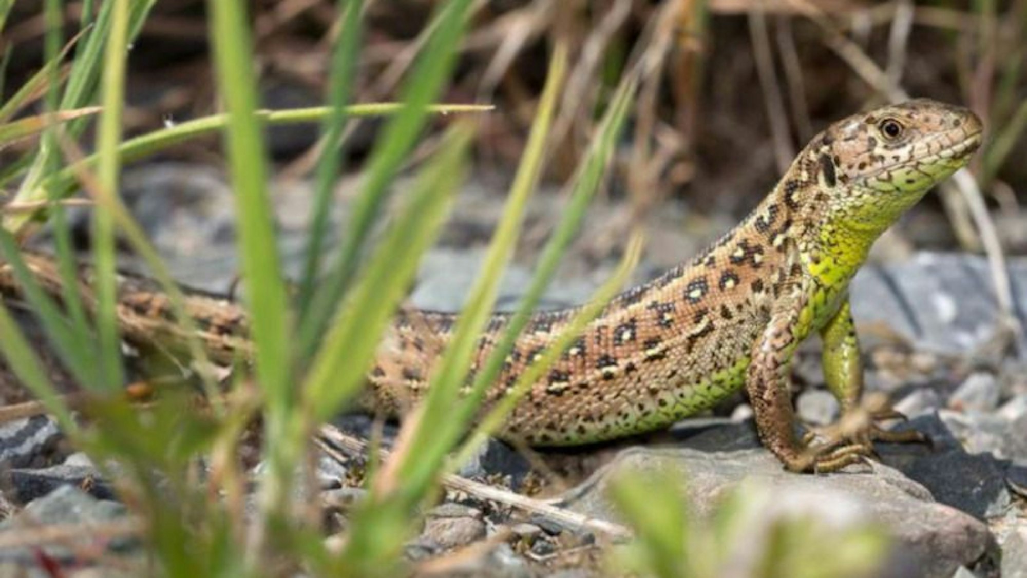 Zauneidechse im Naturschutzgebiet „Am Hornpottweg“ in Dünnwald