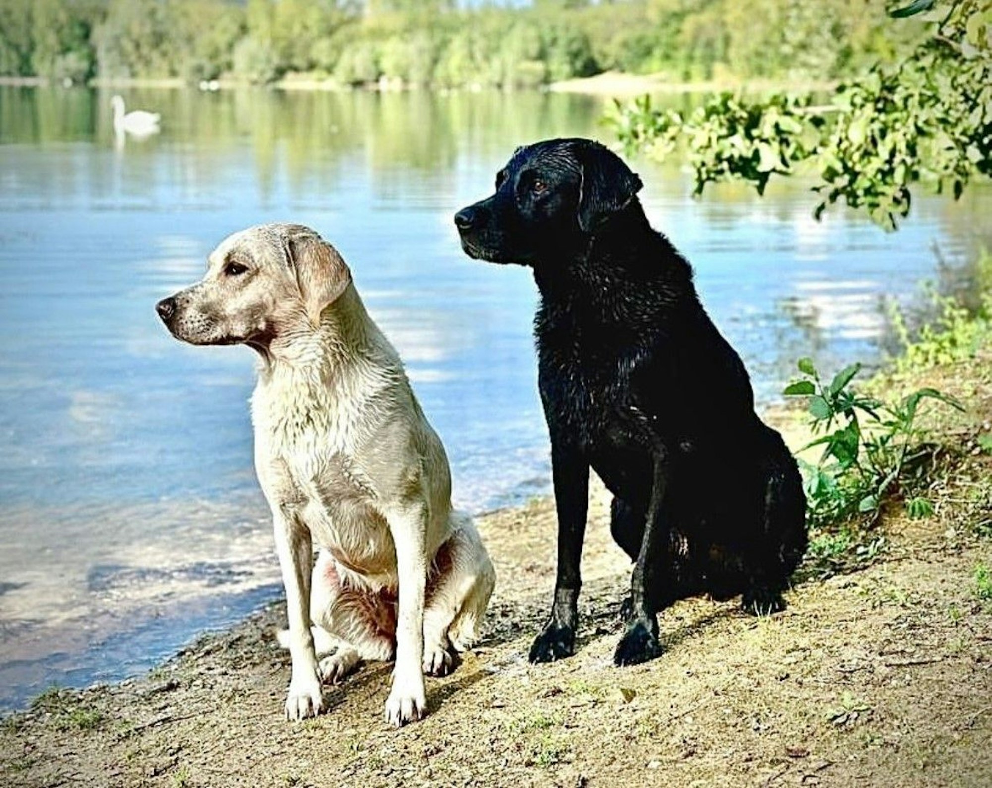 Auf dem Bild sind zwei Labrador Retriever zu sehen.
