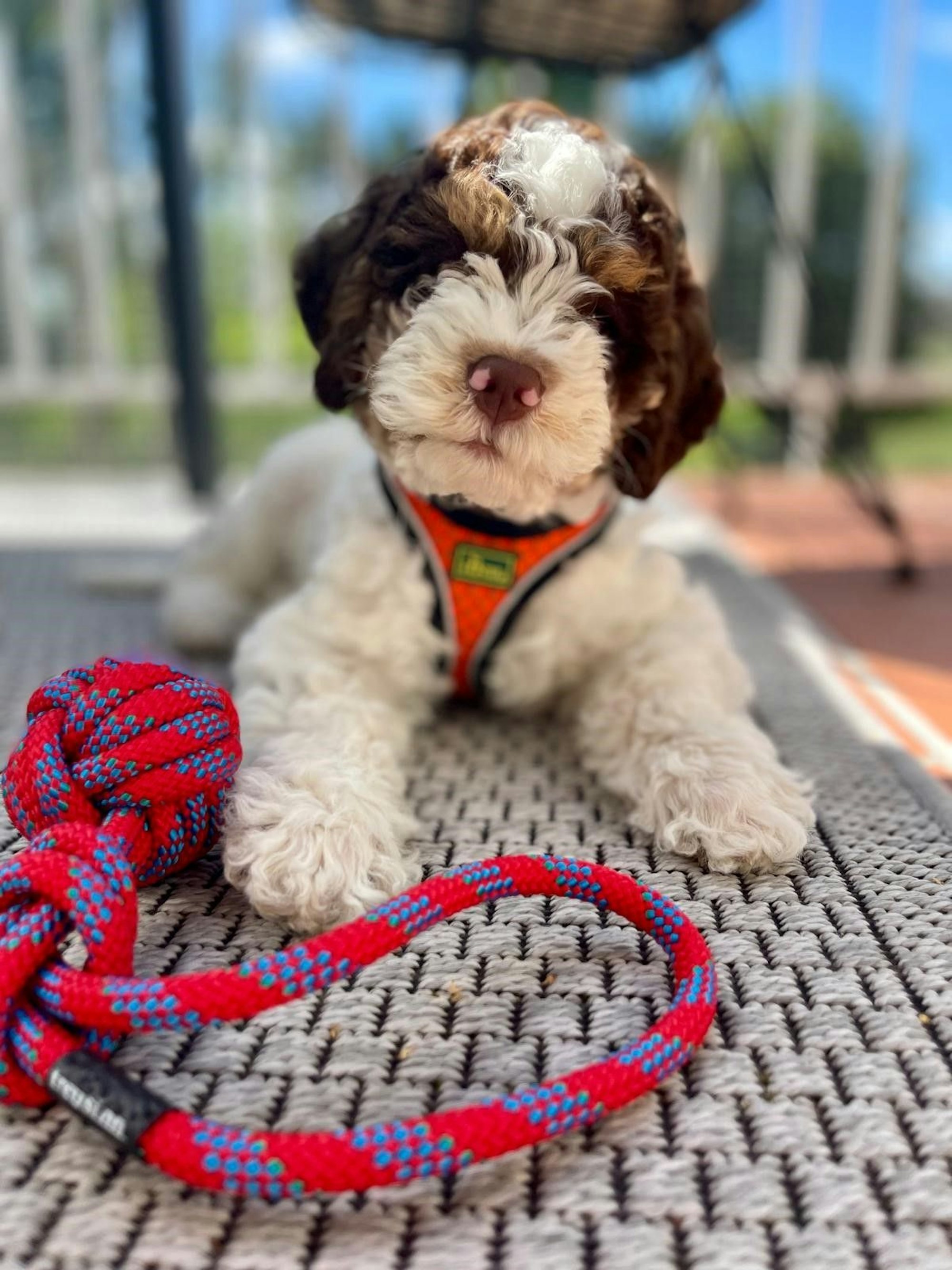 Auf dem Bild ist ein Welpe zu sehen.