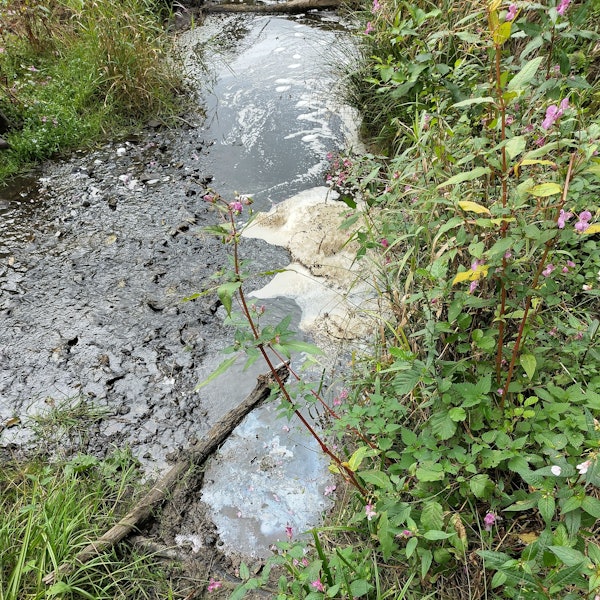 Das Foto zeigt Gülle im Neyebach.