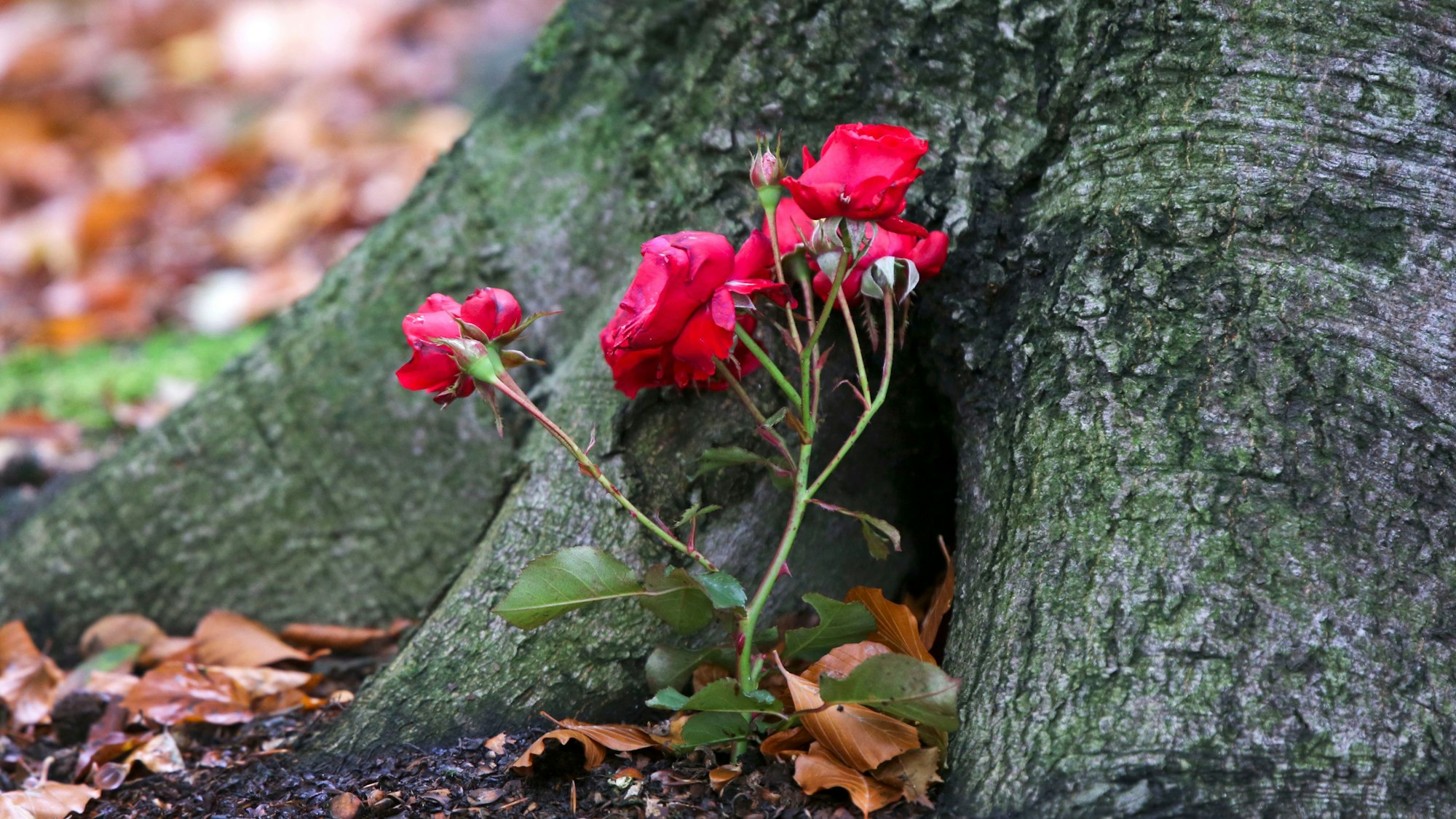 Rosen sind als Grabschmuck an der Wurzel eines Laubbaums zu sehen.