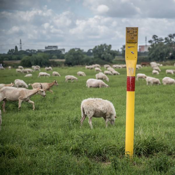Schafe, Ziegen und ein Hinweisschild auf die Ferngasleitung auf einer Wiese.