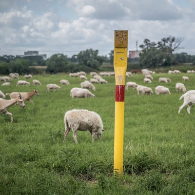 Schafe, Ziegen und ein Hinweisschild auf die Ferngasleitung auf einer Wiese.