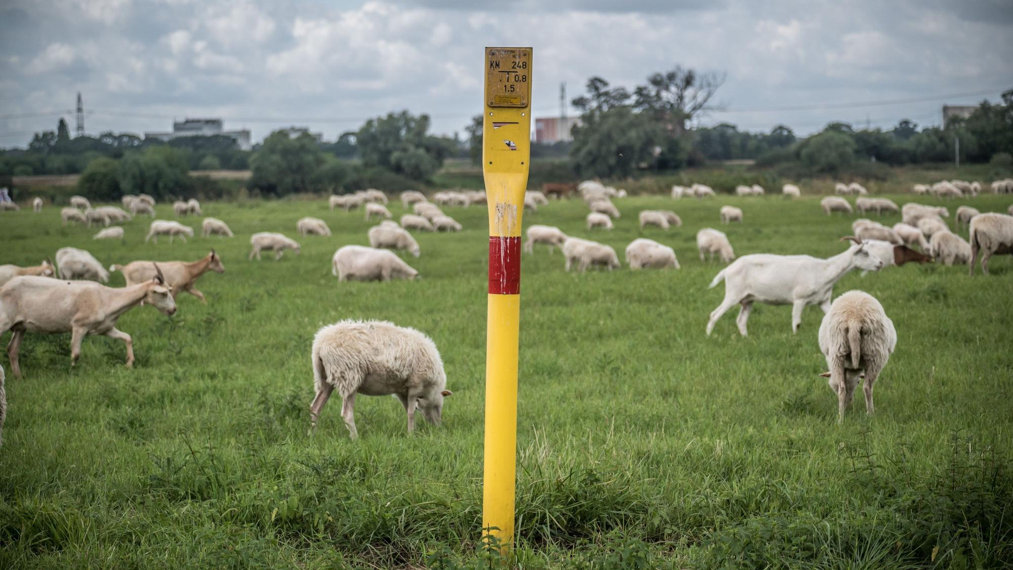 Schafe, Ziegen und ein Hinweisschild auf die Ferngasleitung auf einer Wiese.