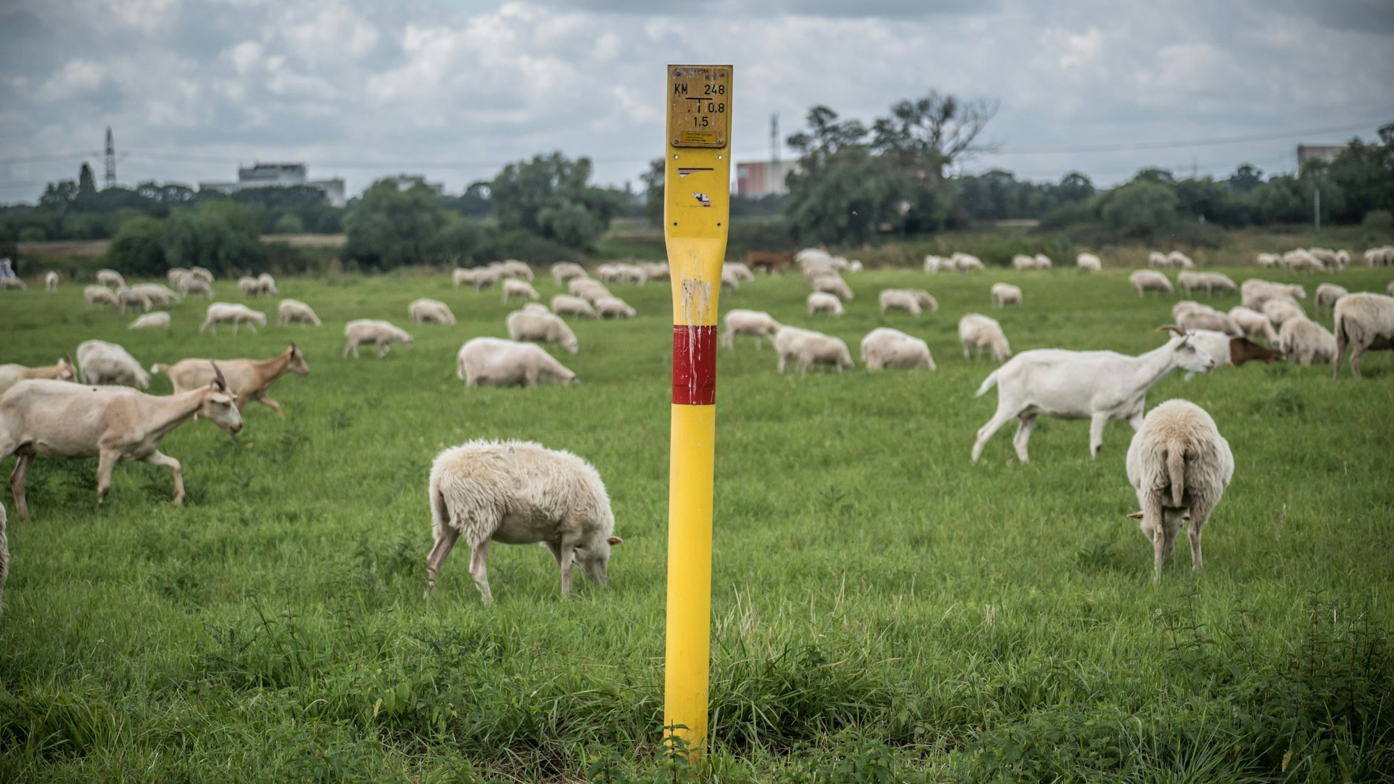 Schafe, Ziegen und ein Hinweisschild auf die Ferngasleitung auf einer Wiese.
