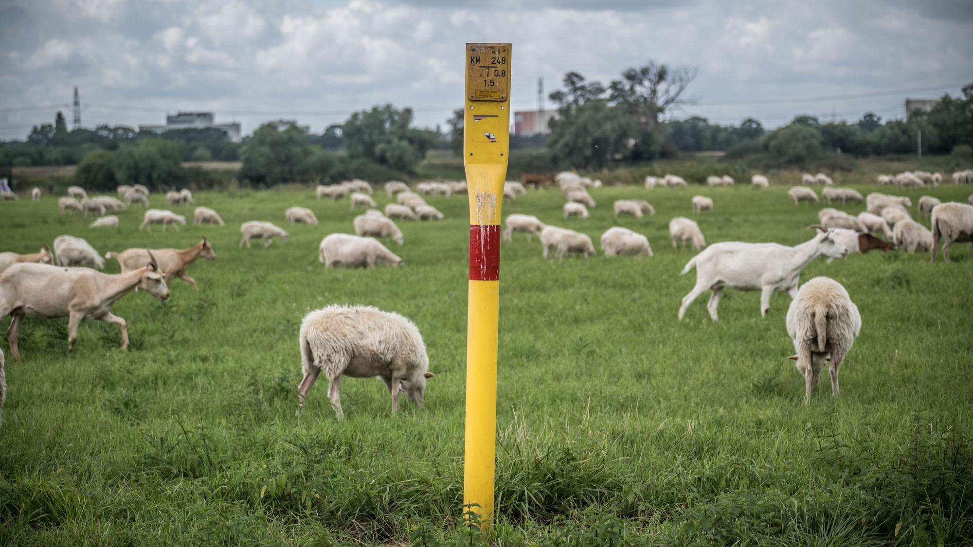 Fläche, die als Windenergie-Standort möglich ist. Windkraft. Schafe und Ziegen Foto: Ralf Krieger