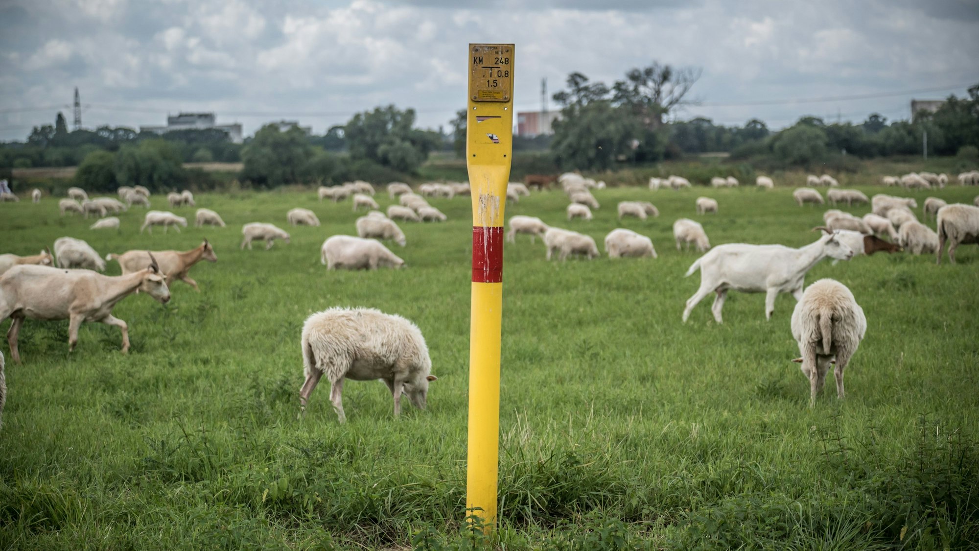 Fläche, die als Windenergie-Standort möglich ist. Windkraft. Schafe und Ziegen Foto: Ralf Krieger