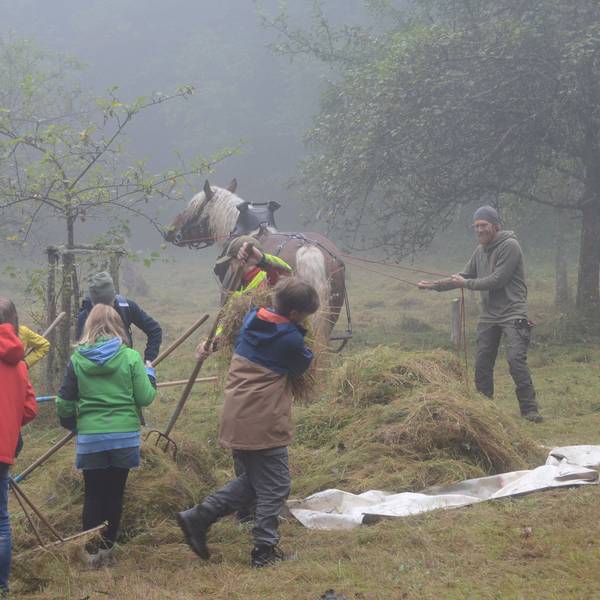 Kinder harken das Gras von einer gemähten Wiese. Im Hintergrund steht ein Pferd.