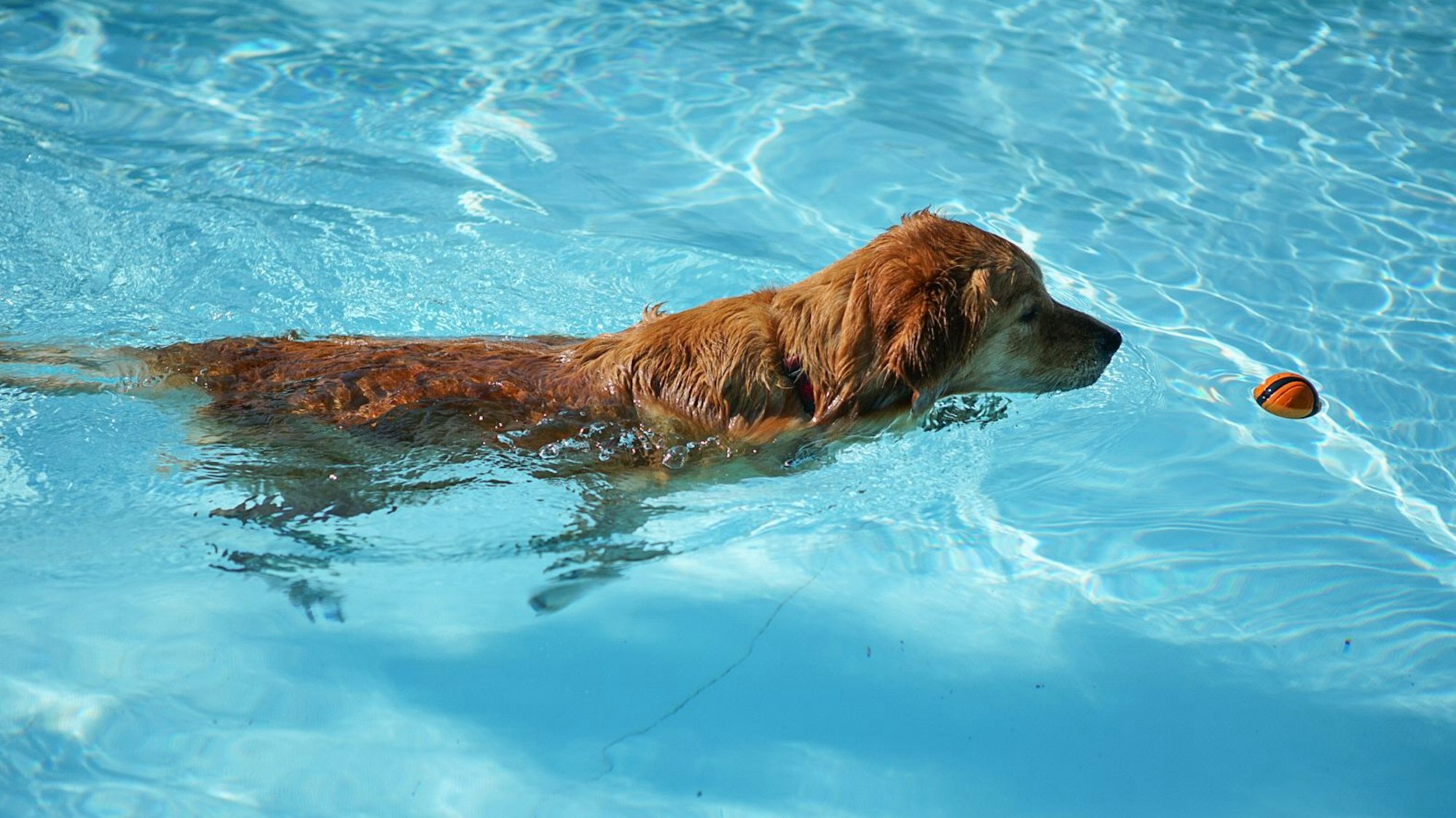 Hund im Opladener Schwimmbecken
