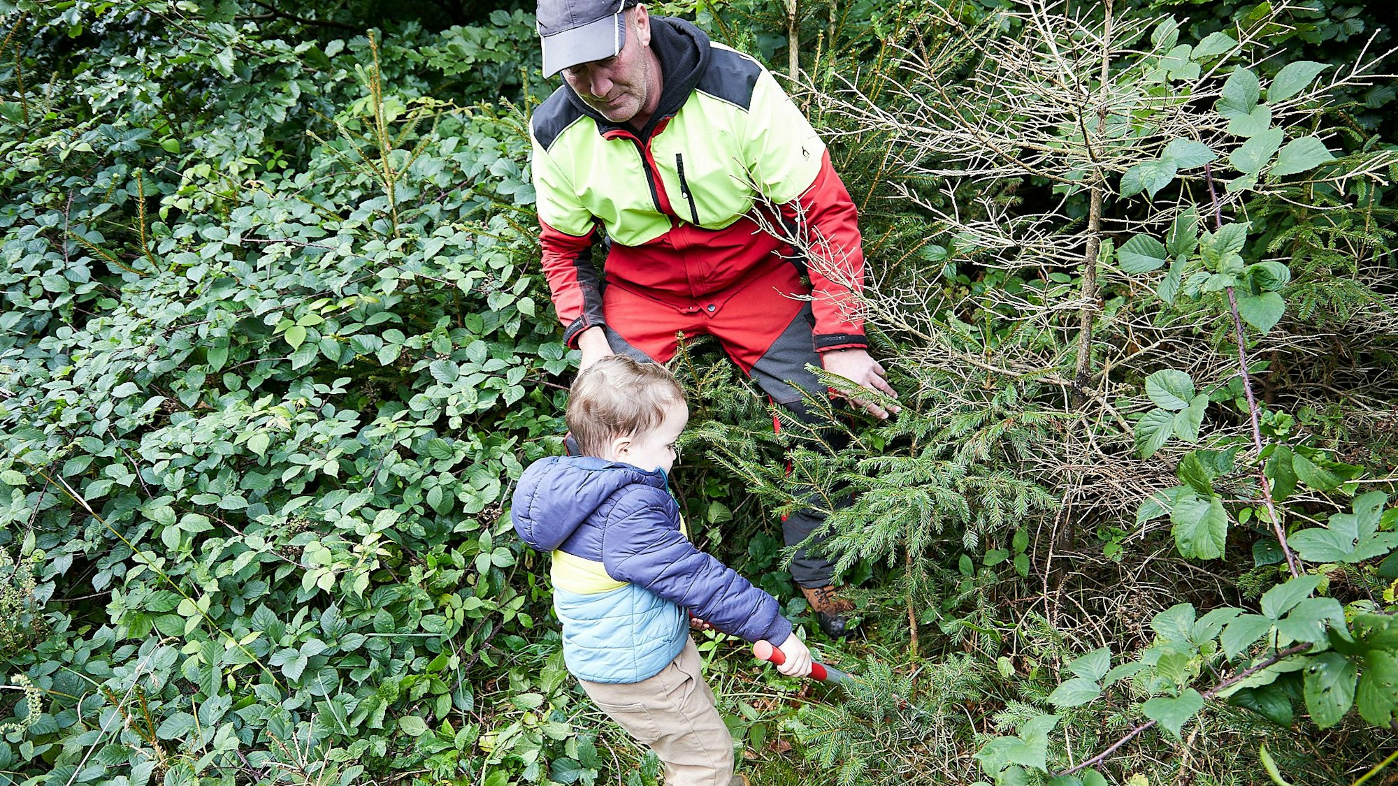 Ein dreijähriger Junge hat ein Arbeitsgerät in der rechten Hand und versucht, damit eine junge Fichte aus einem Wald zu entfernen. Ein Mann passt auf ihn auf.