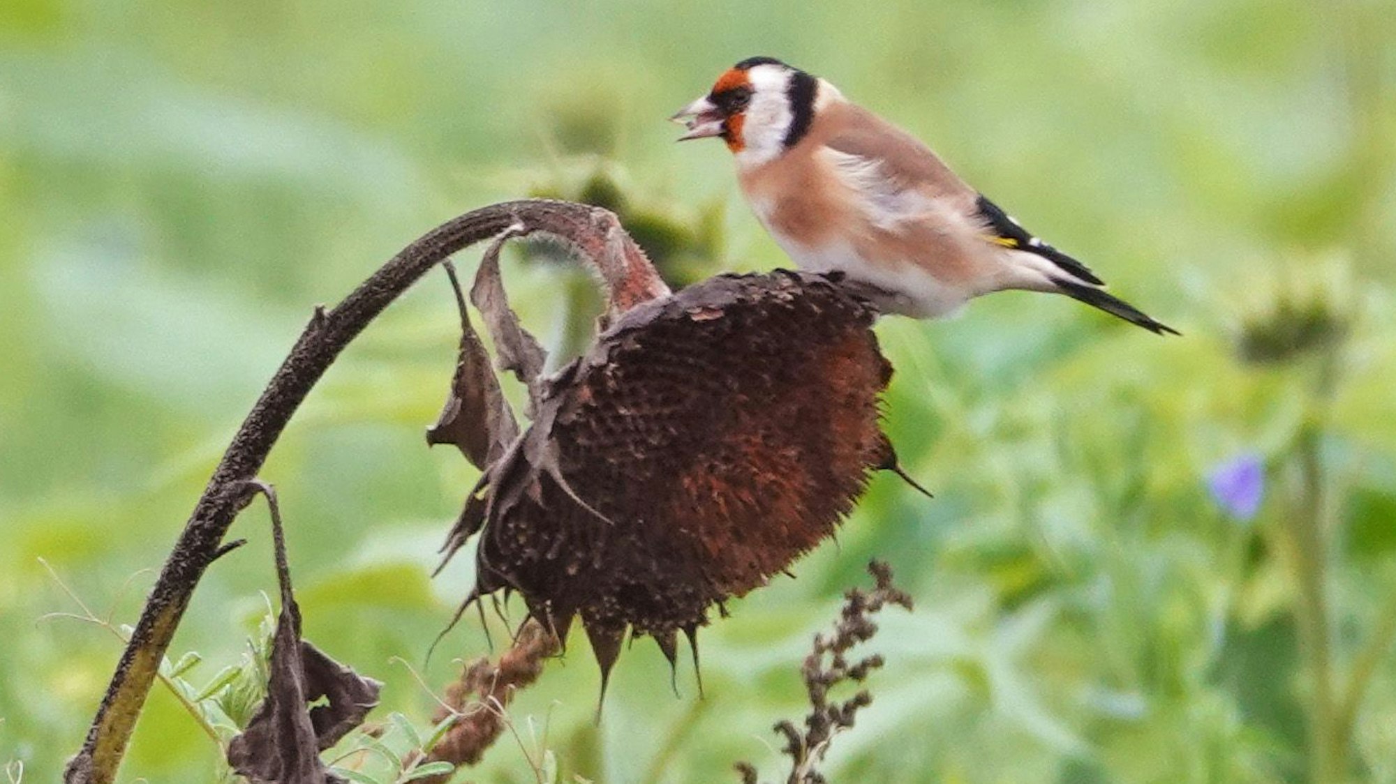 Ein Steiglitz bedient sich am Samenangebot einer verblühten Sonnenblume.