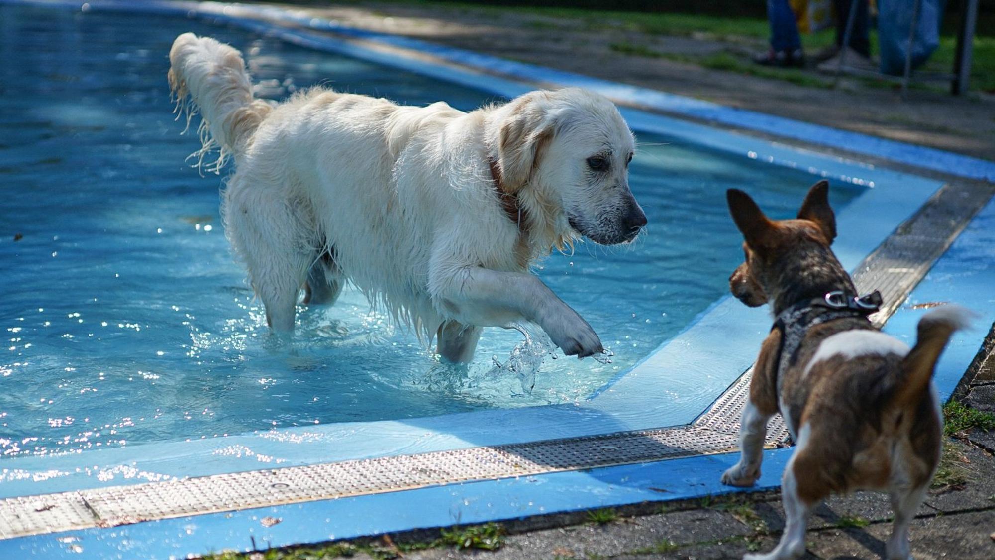 Diesen Sonntag heißt es im Freibad Wiembachtal: Wasser frei für die Vierbeiner!