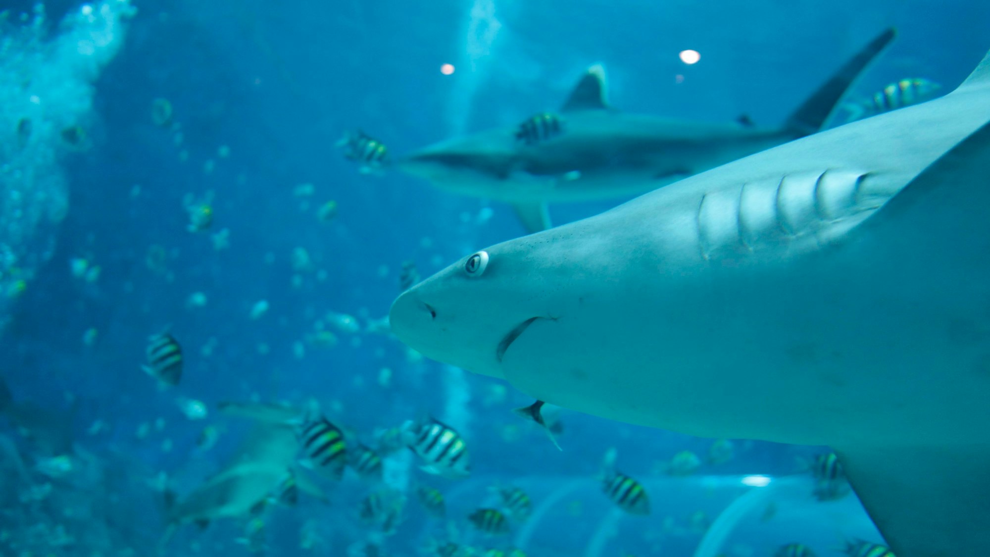 ARCHIV - Haie jagen vielen Menschen Angst ein.