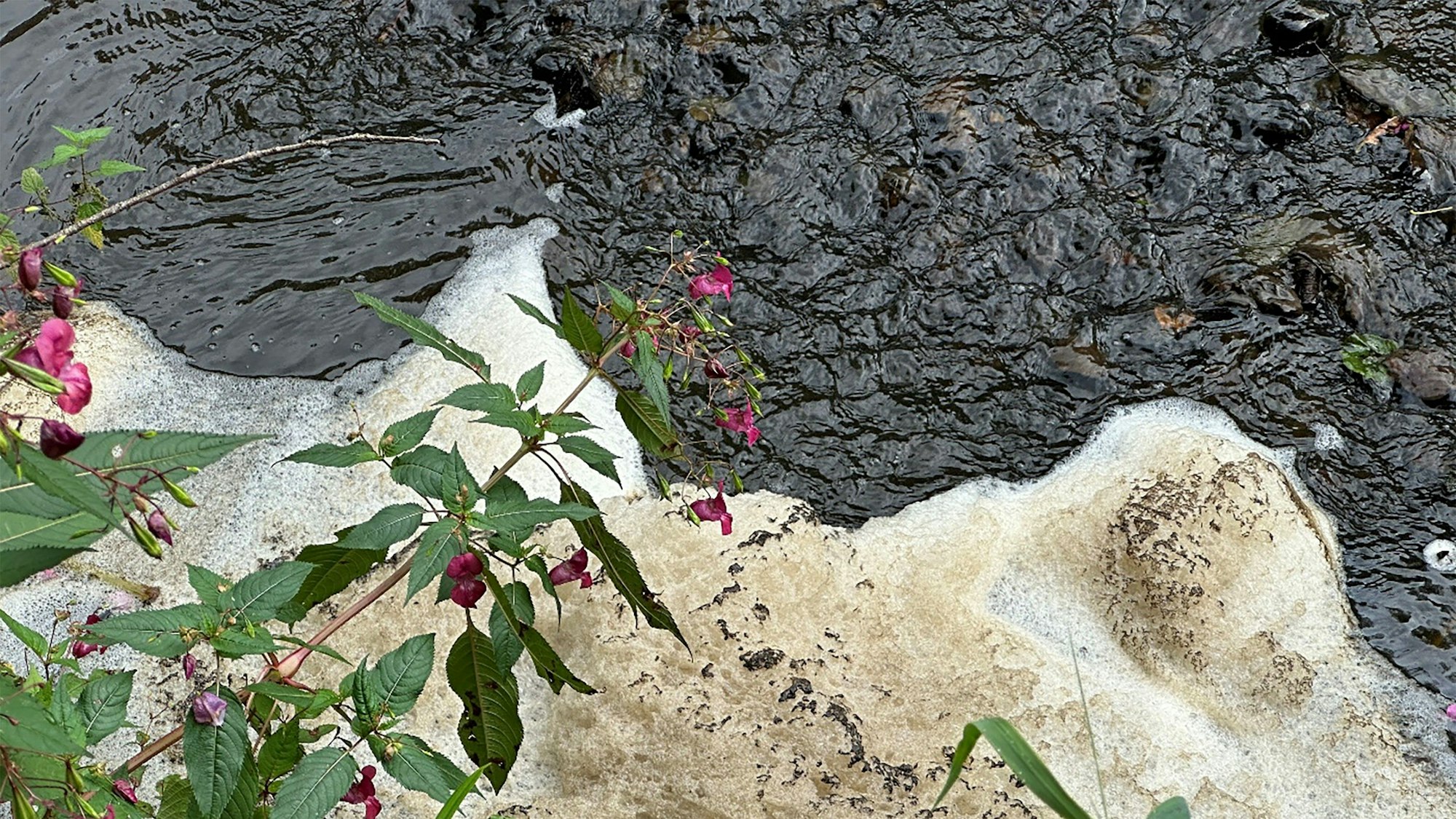 Das Foto zeigt den braun verfärbten Neyebach und Schaum, der sich gebildet hat