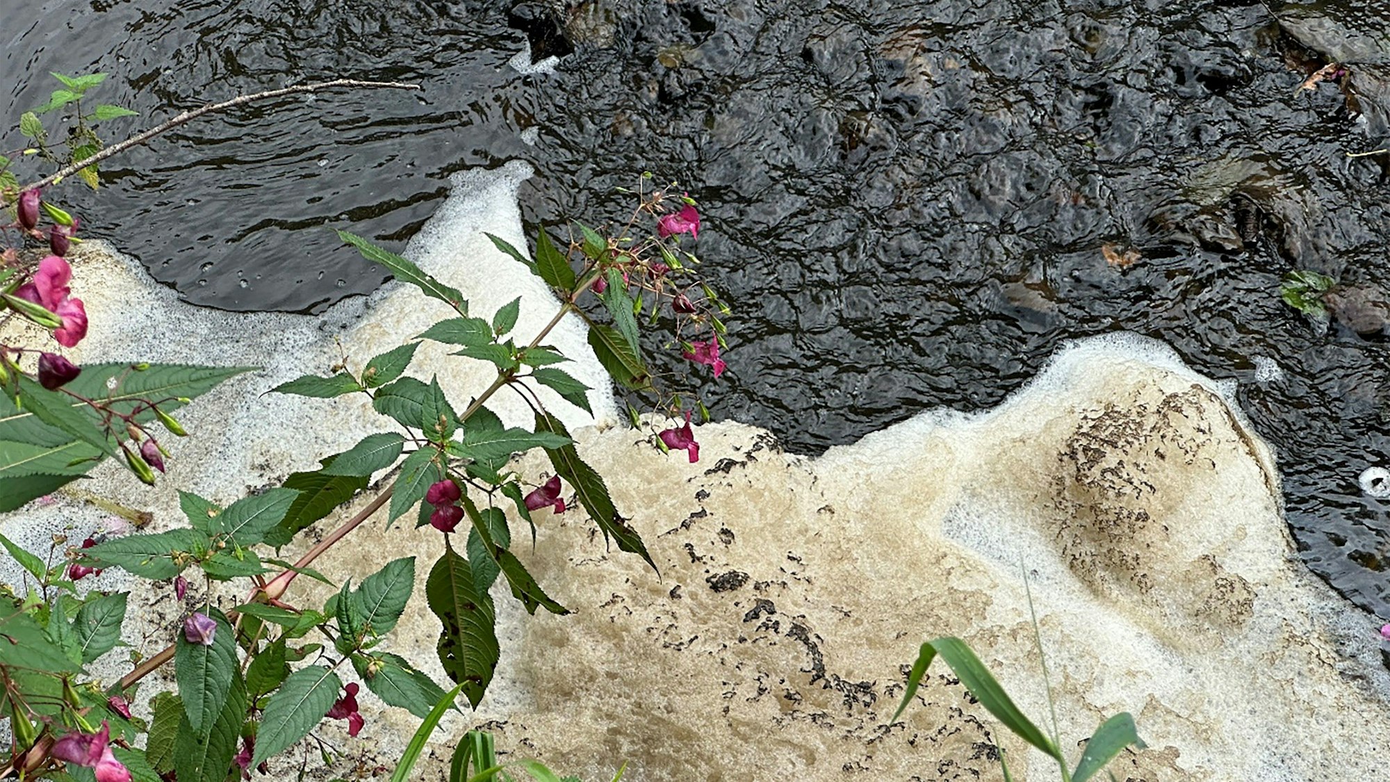 Blick auf mit Gülle versuchtes Wasser
