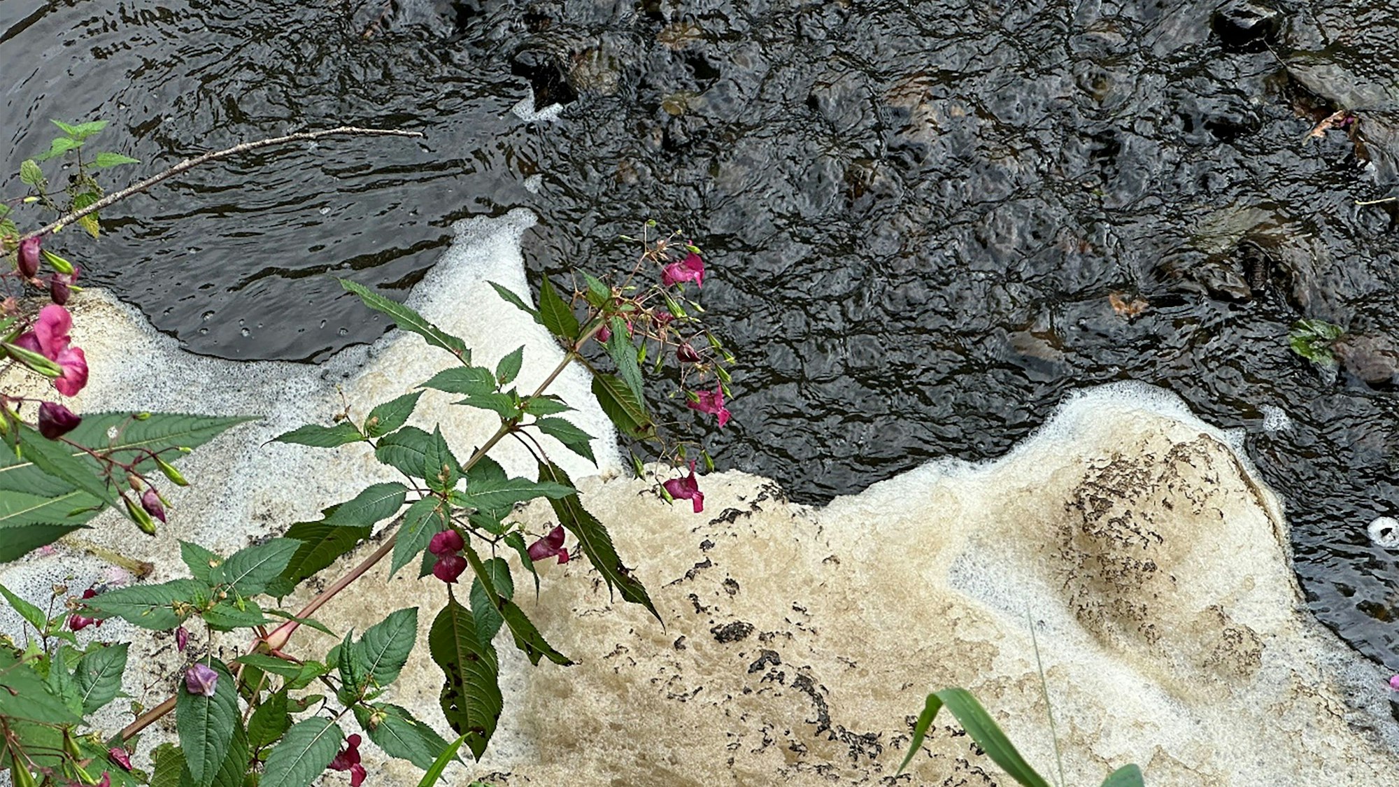 Das Foto zeigt den Neyebach mit Gülle und Schaum.