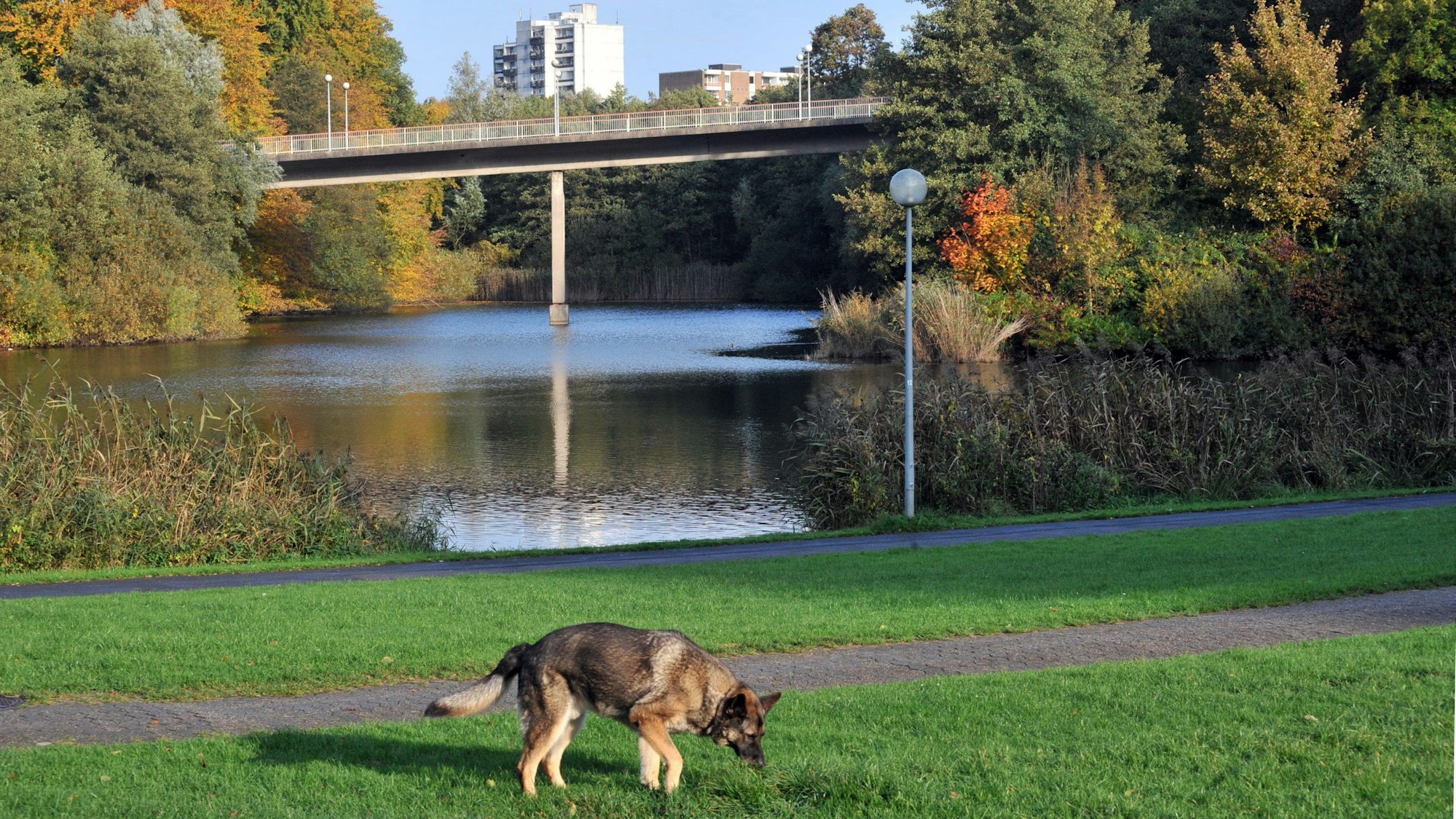 Ein Hund läuft an einem See entlang.