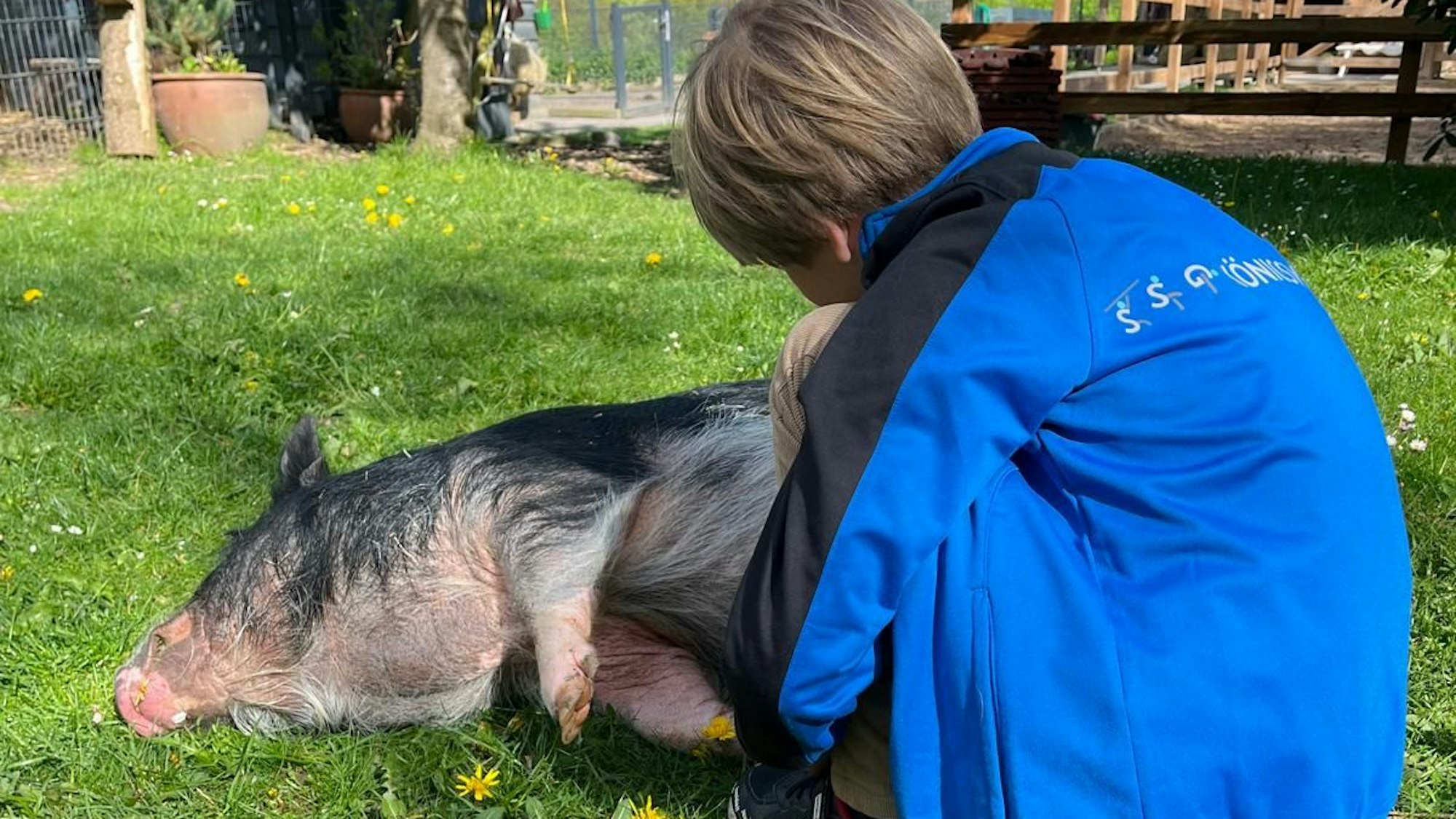 Ein Kind in einer blauen Jacke streichelt ein schwarz-weißes Schwein, das auf dem Rasen liegt.