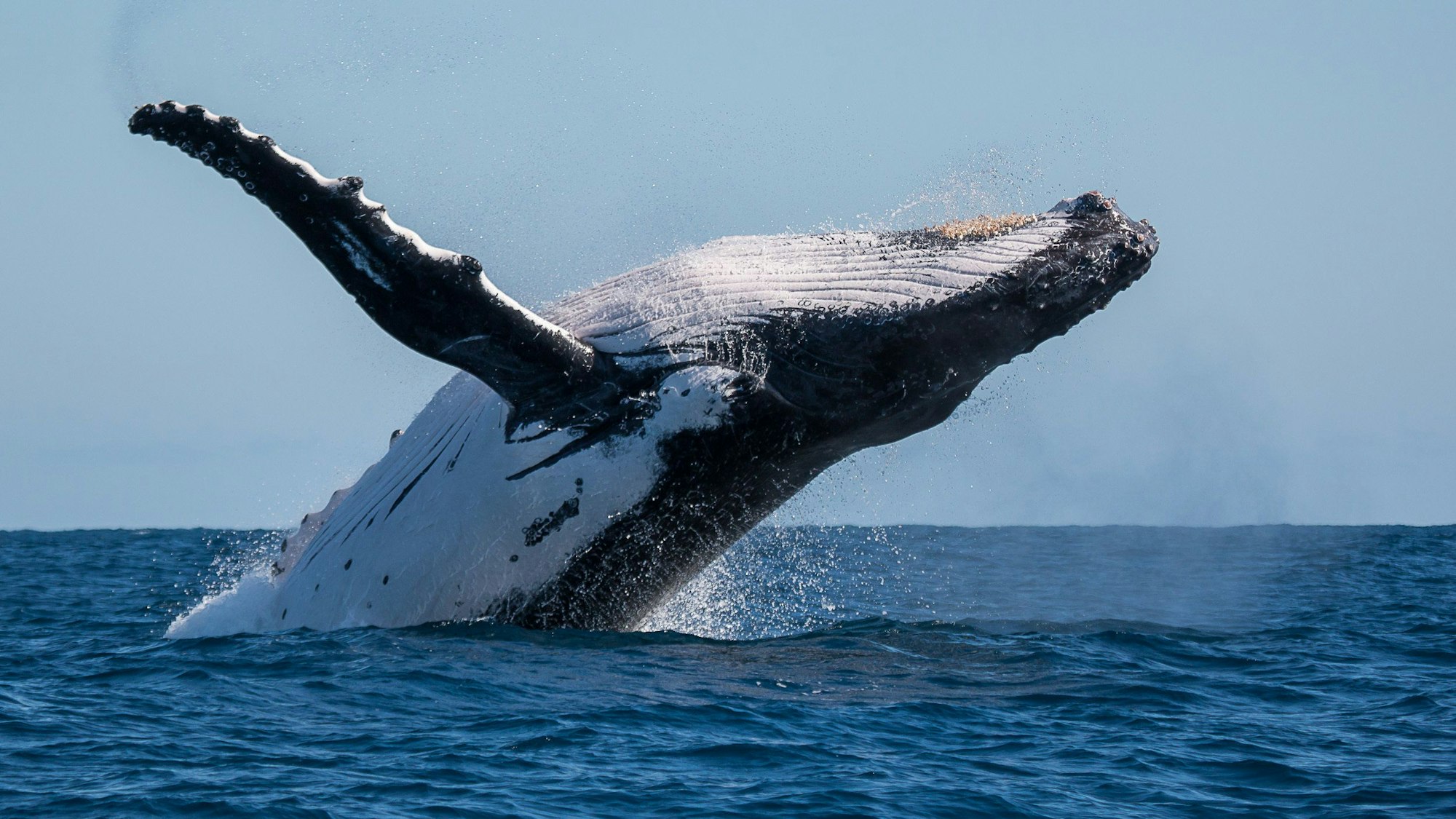 Die Aufnahme zeigt einen aus dem Wasser springenden Buckelwal.