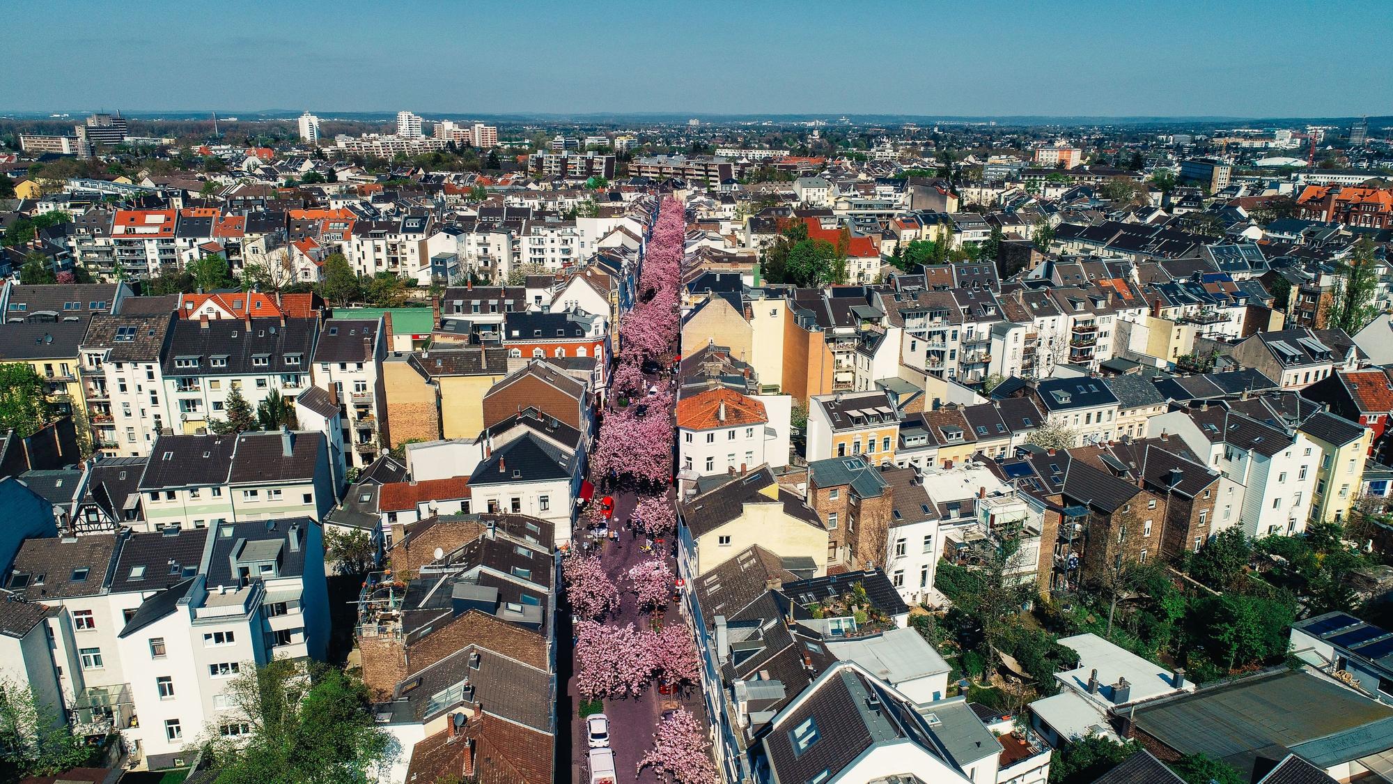 Die Kirschblüten in der Bonner Altstadt. Jedes Jahr im Frühling verwanndeln sich die Heer- und Breitestraße in einen Tunnel aus Japansichen Kirschblüten.