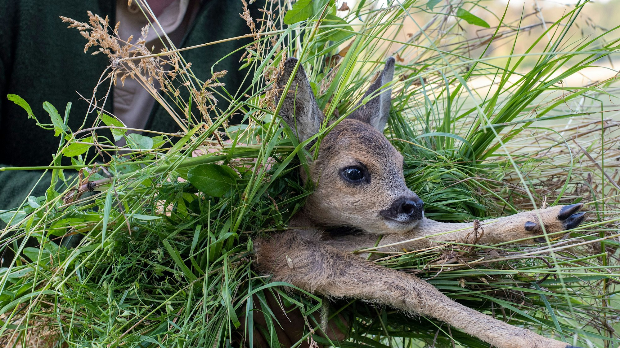 Ein Freiwilliger trägt ein Rehkitz von einem Feld.