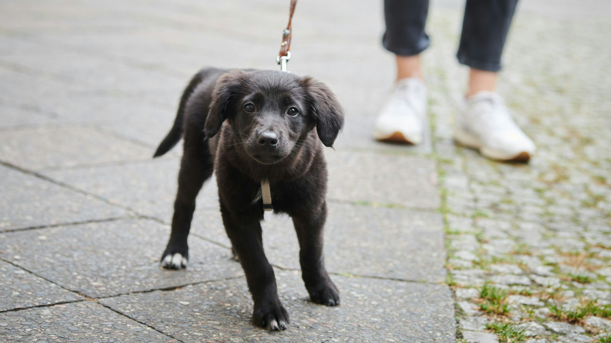 Ein 10 Wochen alter Mischlings-Hund, wird von seinem Frauchen Gassi geführt.