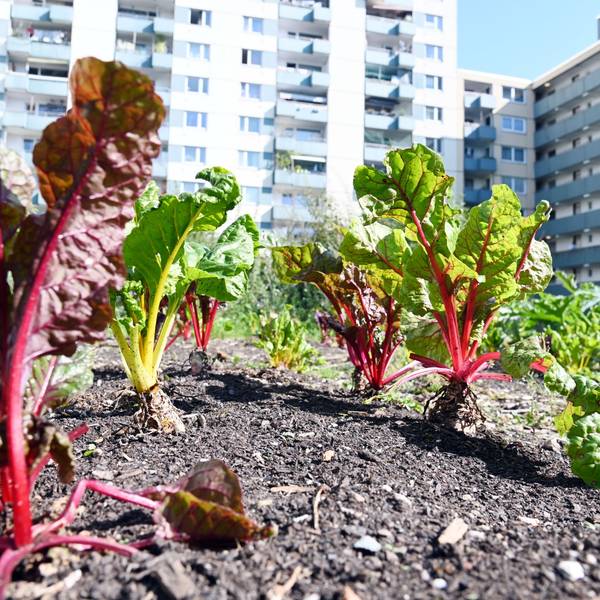 Der Demogarten in Finkenberg am Dienstagnachmittag