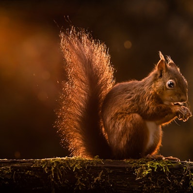 In Großbritannien haben Eichhörnchen für den Abbruch einer Zugfahrt gesorgt (Symbolbild).
