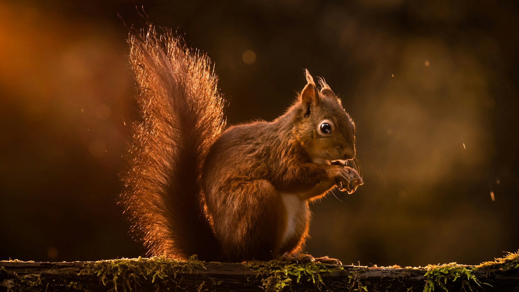In Großbritannien haben Eichhörnchen für den Abbruch einer Zugfahrt gesorgt (Symbolbild).