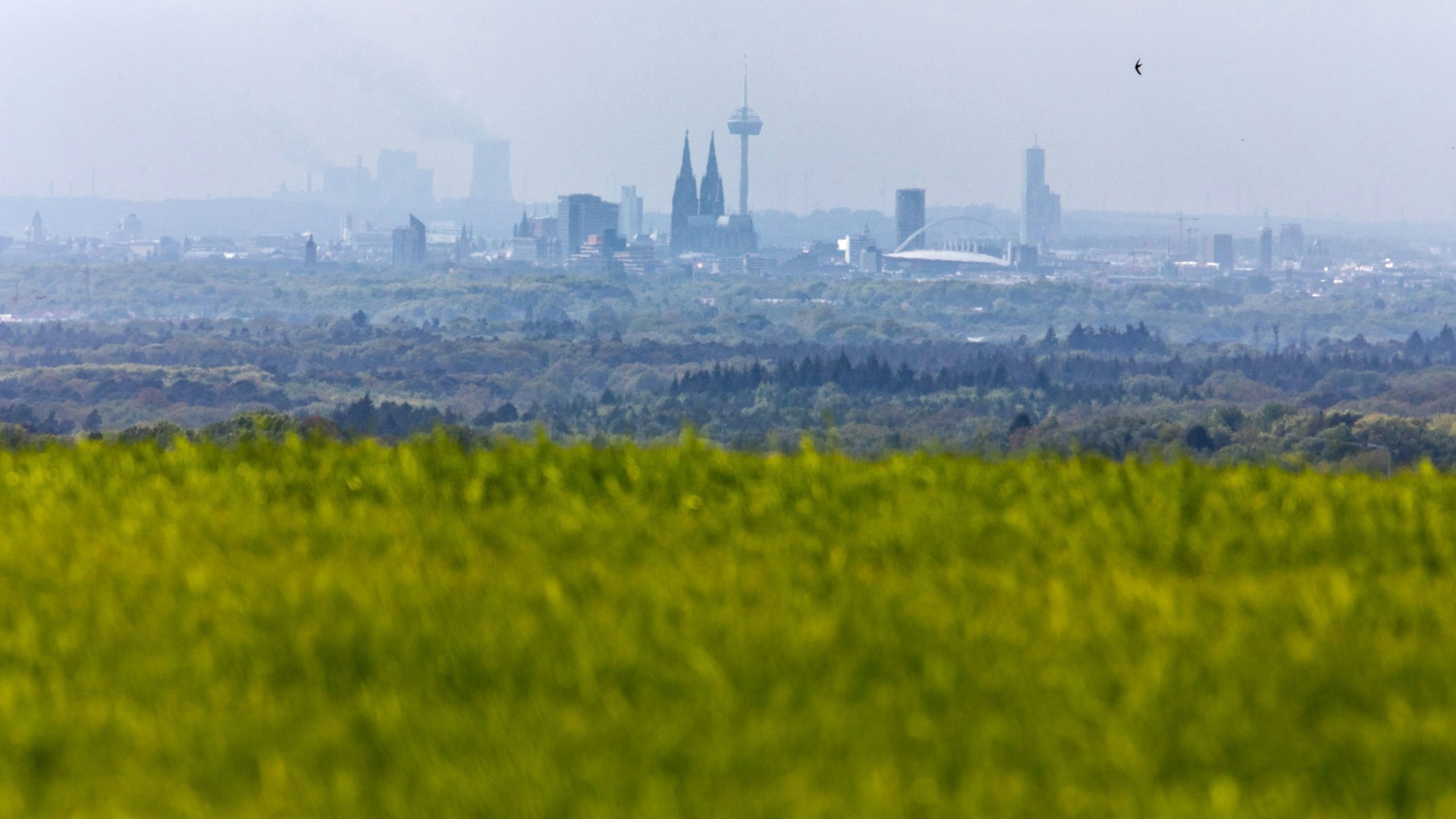 Die Stadt Köln ist schemenhaft am Horizont im Dunst zu erkennen, während im Vordergrund Wiesen im Ortsteil Oberschönrath grün leuchten.