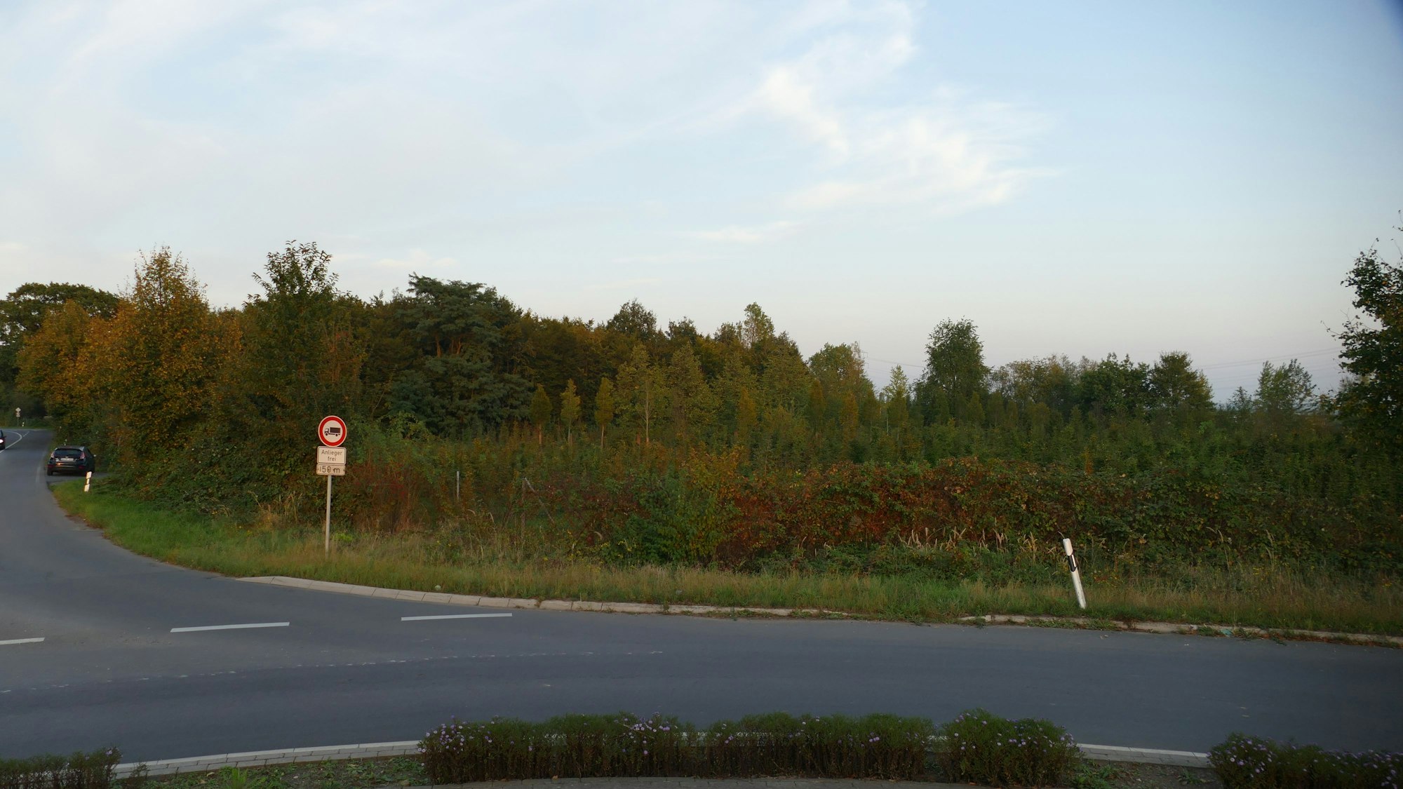Eine Wiese mit Gebüsch vor einer Straße.