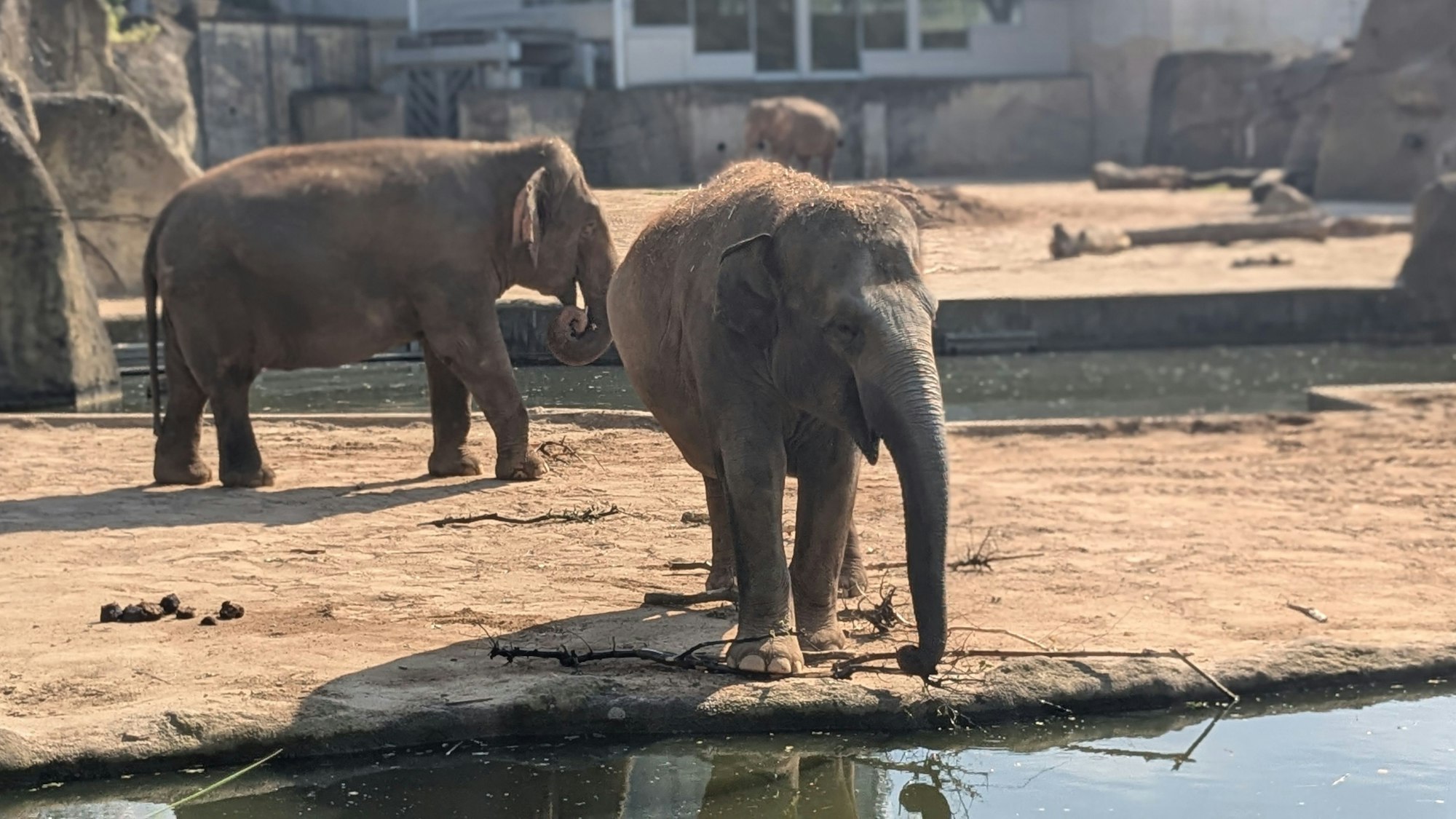 Insgesamt 10 Elefanten leben im Kölner Zoo im Elefantenpark.