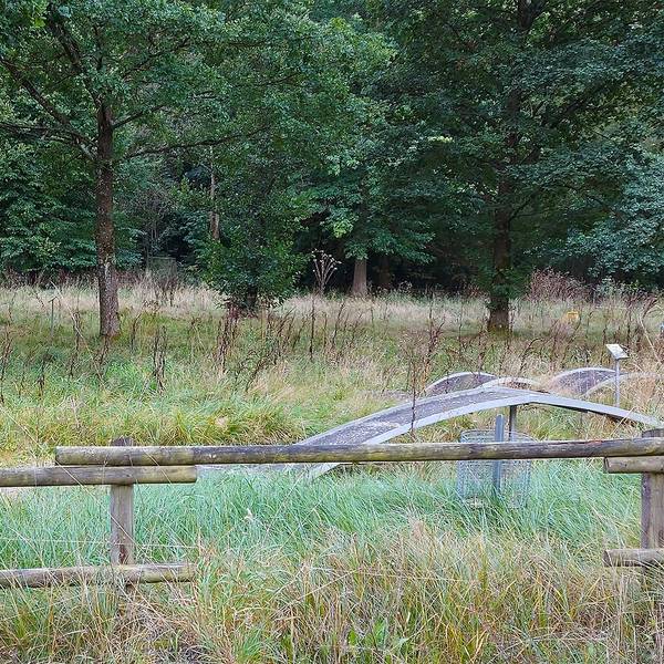 Auf dem Gelände einer Minigolfanlage am Kronenburger See wuchert Gestrüpp.
