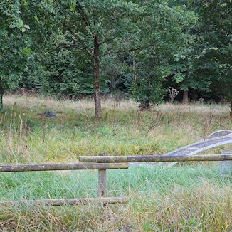 Auf dem Gelände einer Minigolfanlage am Kronenburger See wuchert Gestrüpp.