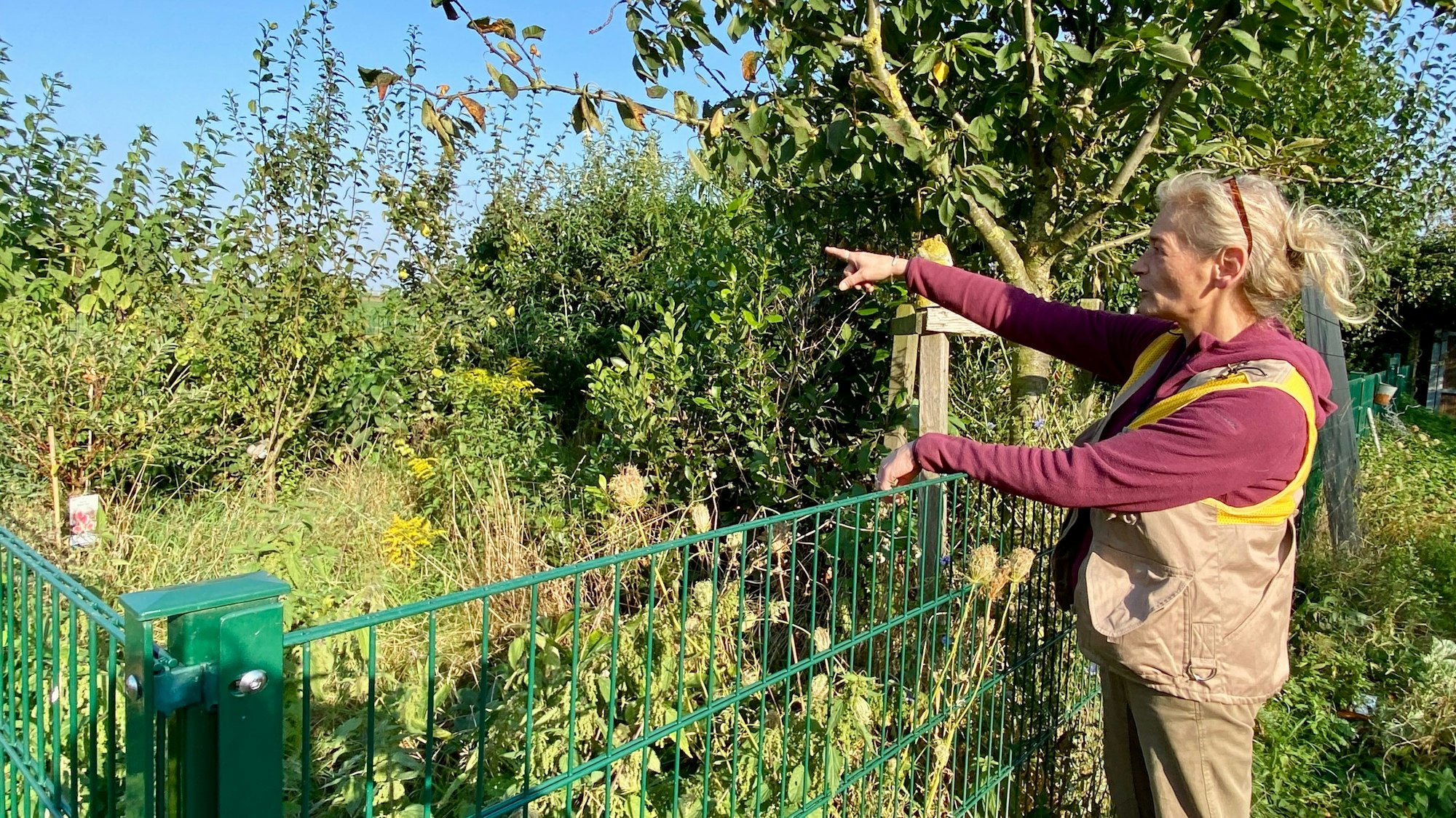 Birgit Jansen steht an einem Zaun und zeigt auf das Gehege, in dem Igel nach der Genesung wieder ausgewildert werden.