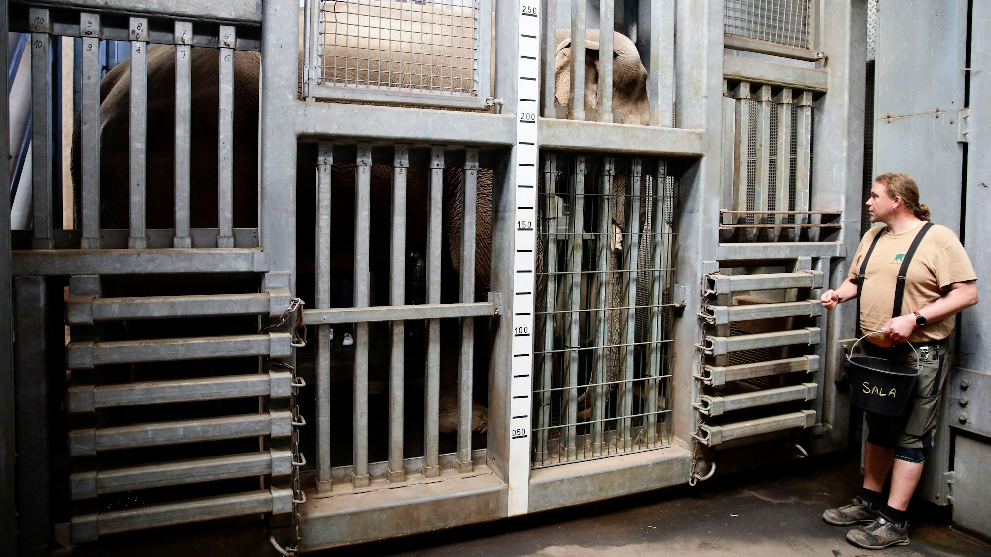 Für die sogenannte „Crush Box“ müssen die Tiere trainiert werden.