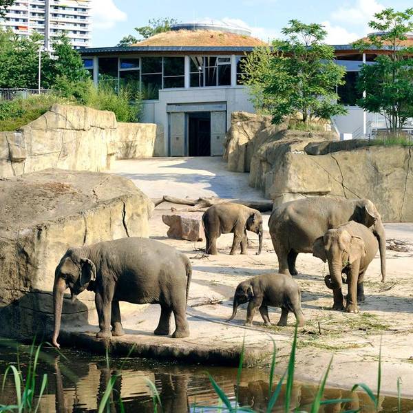 Der Kölner Zoo feiert 20 Jahre Elefantenpark und 160 Jahre Elefanten im Zoo.