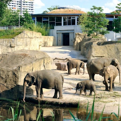 Der Kölner Zoo feiert 20 Jahre Elefantenpark und 160 Jahre Elefanten im Zoo.