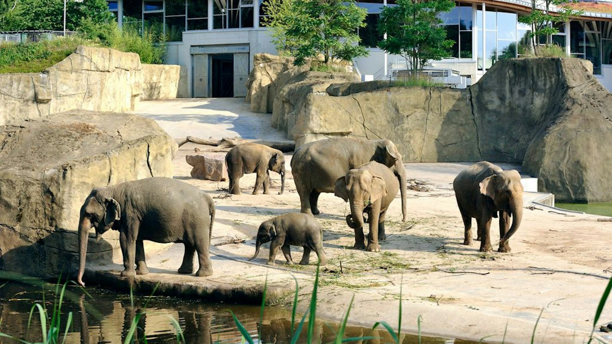 Der Kölner Zoo feiert 20 Jahre Elefantenpark und 160 Jahre Elefanten im Zoo.