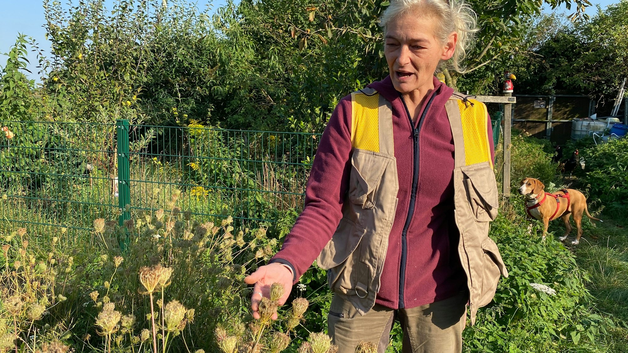 Eine Frau zeigt in ihrem Garten die vertrocknete Dolde einer Wilden Möhre.