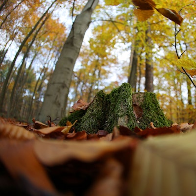 Blätter liegen am 20.11.2013 in Köln (Nordrhein-Westfalen) im Königsforst auf dem Boden. NRW-Umweltminister Remmel stellt am 22.11.2013 den Waldzustandsbericht 2013 vor. Foto: Oliver Berg/dpa ++ +++ dpa-Bildfunk +++