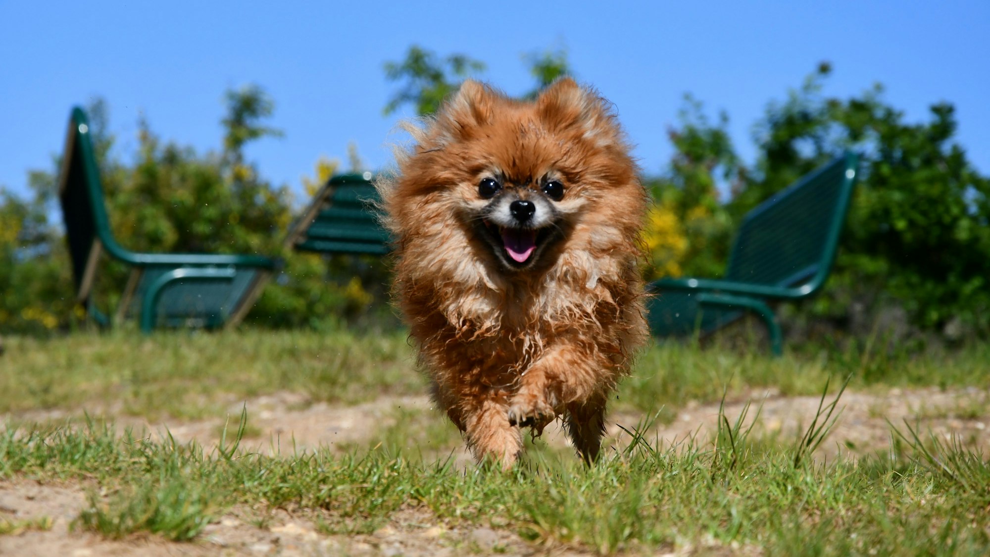 Das Bild zeigt einen laufenden Zwergspitz.