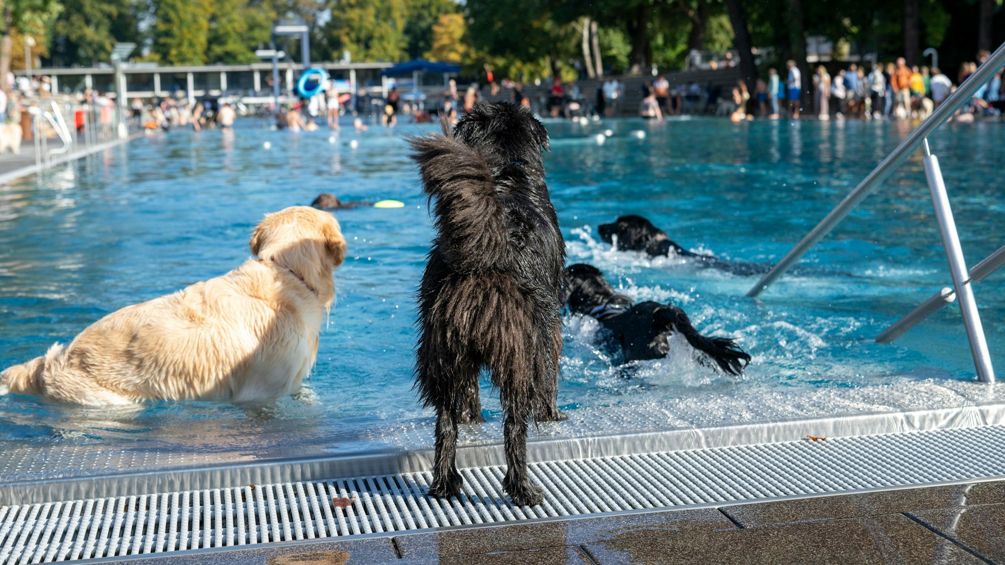 22.09.2024, Köln: Am Saisonende dürfen auch Hunde im Stadionbad schwimmen gehen. Foto: Uwe Weiser