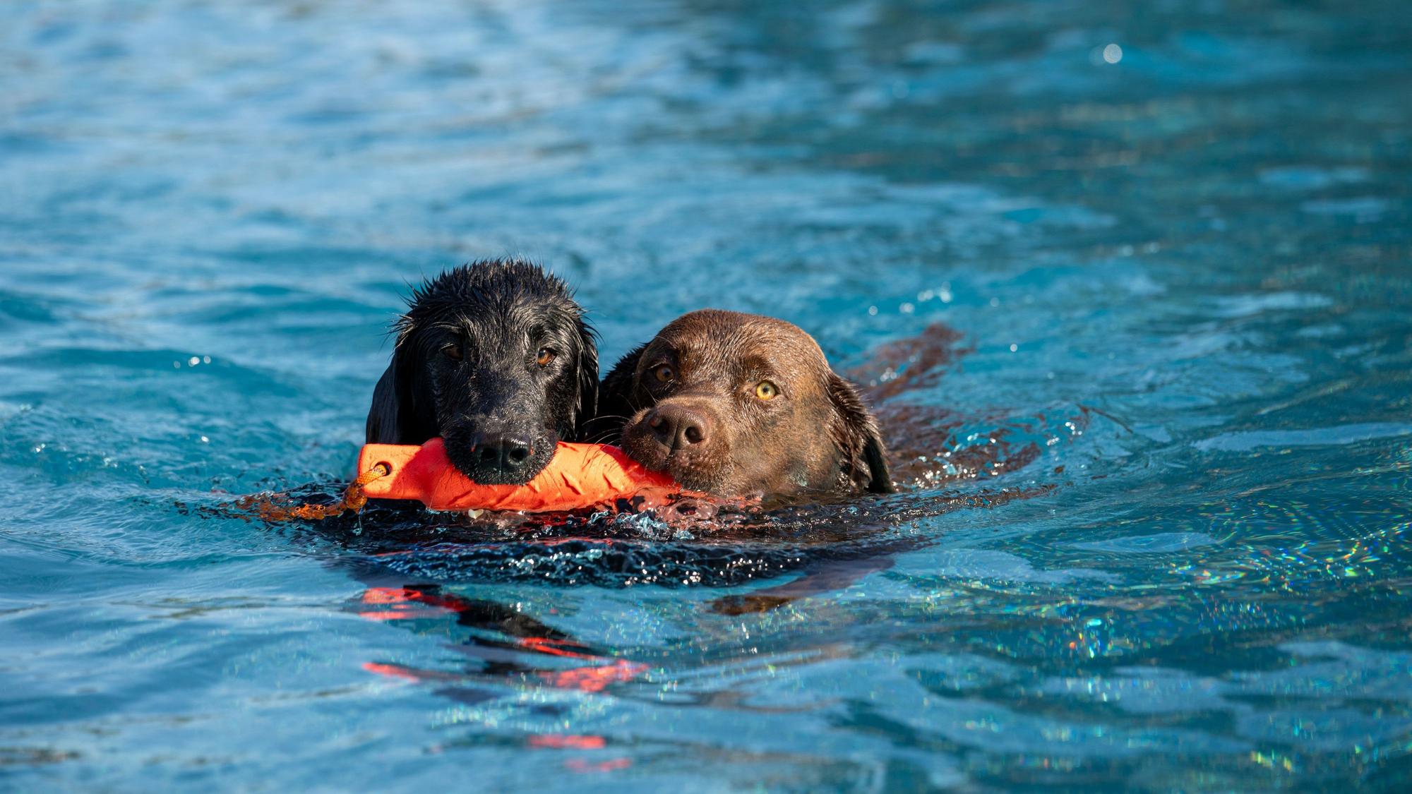 22.09.2024, Köln: Am Saisonende dürfen auch Hunde im Stadionbad schwimmen gehen. Foto: Uwe Weiser