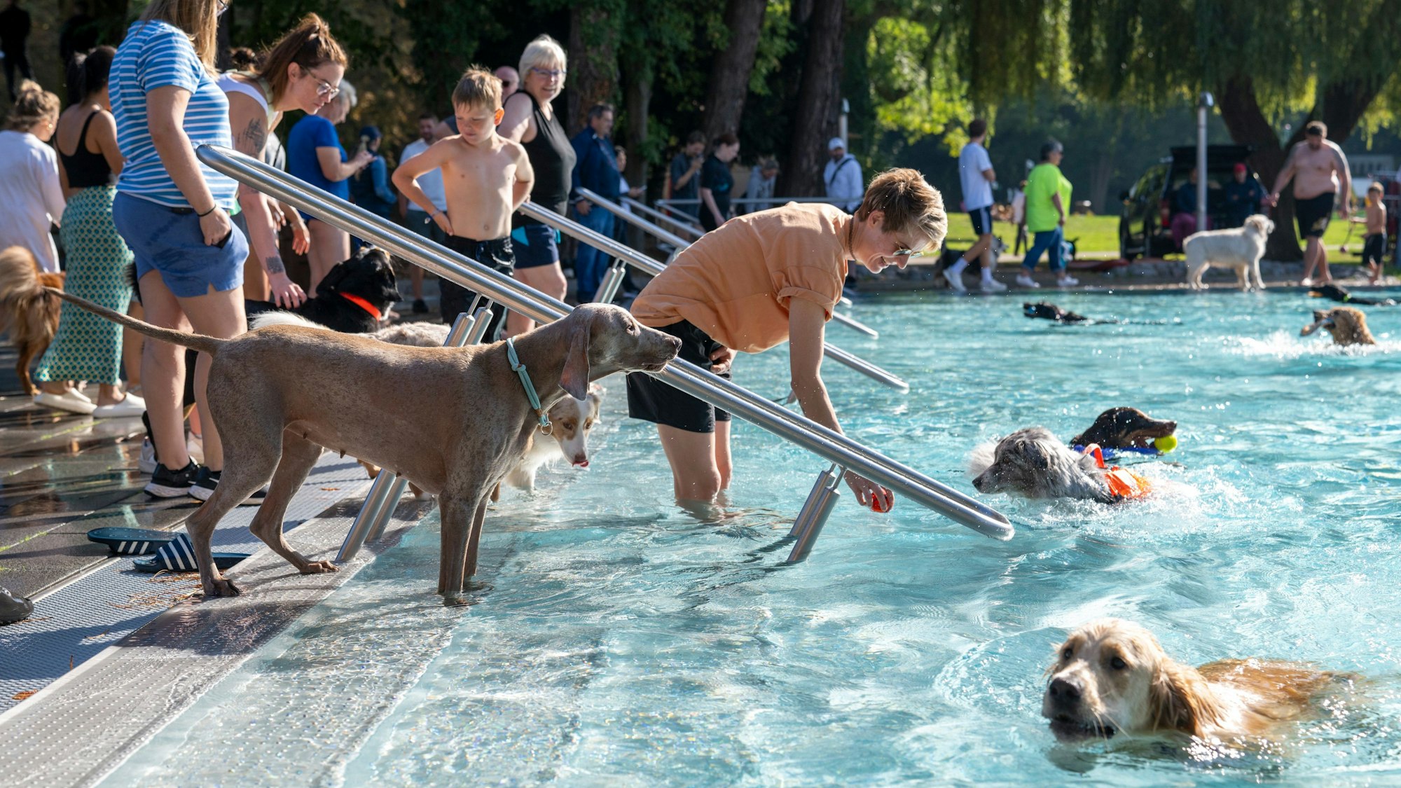 22.09.2024, Köln: Am Saisonende dürfen auch Hunde im Stadionbad schwimmen gehen. Foto: Uwe Weiser