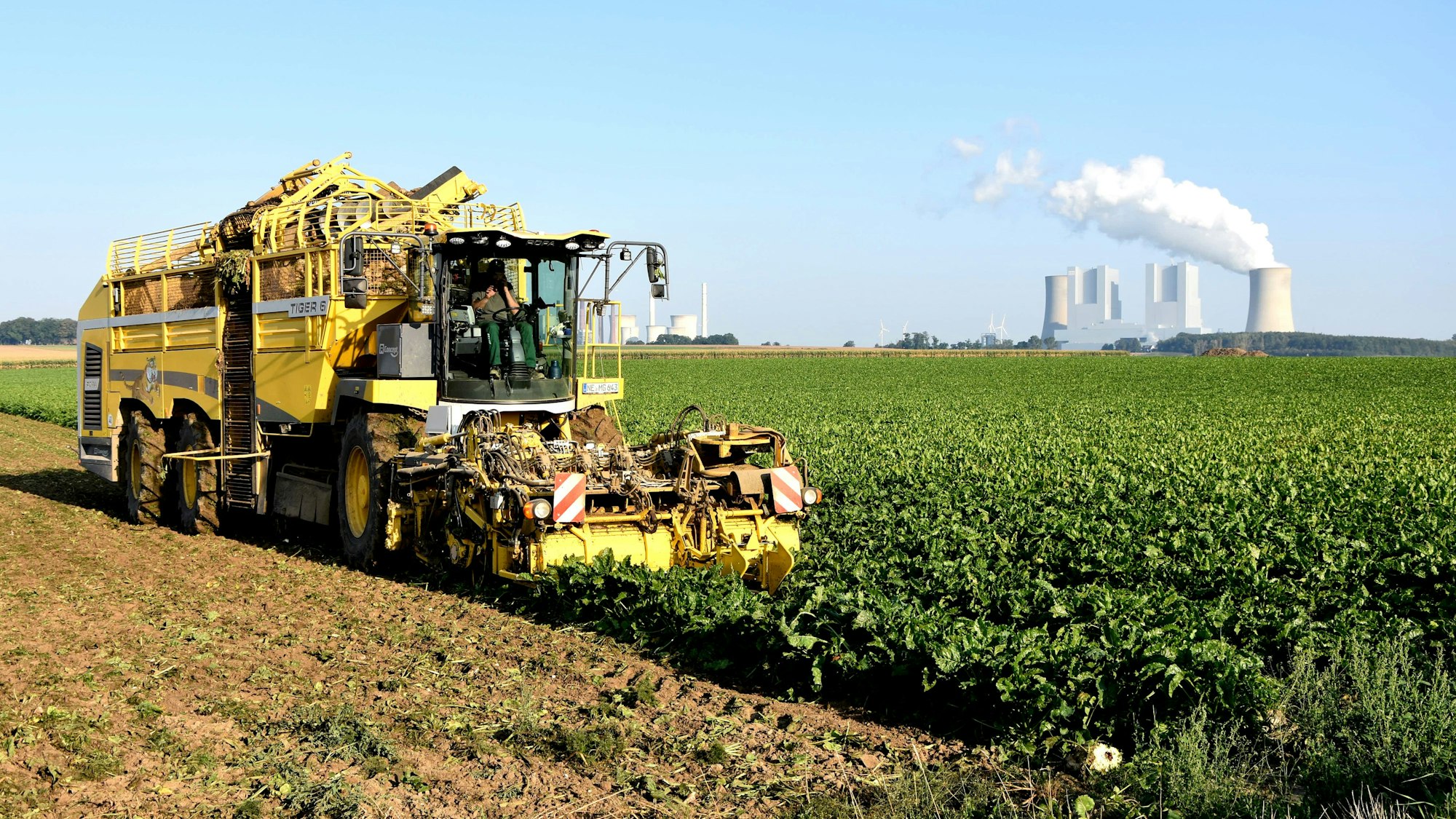 Auf dem Bild ist ein gelbes Erntefahrzeug zu sehen, das Rüben von den Feldern sammelt.