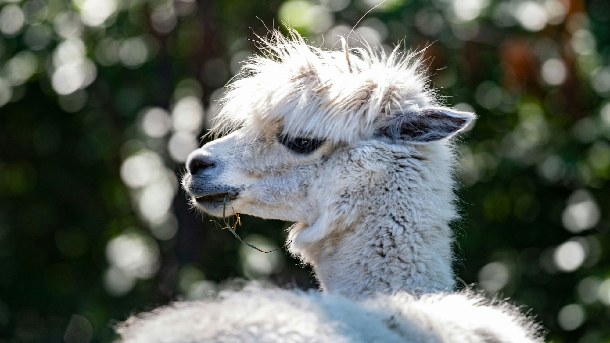 Ein Alpaka lässt es sich in seinem Gehege im Zoo schmecken.