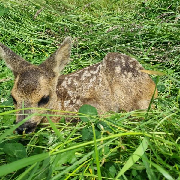 Ein Kitz liegt im Gras