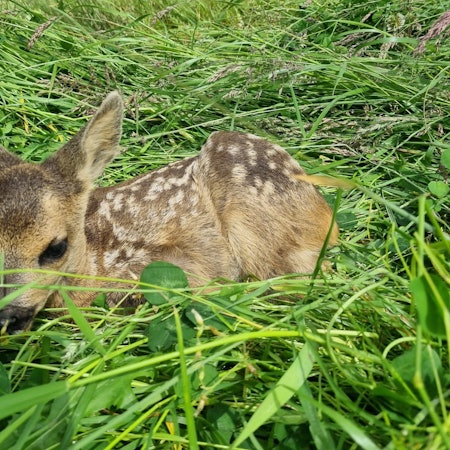 Ein Kitz liegt im Gras